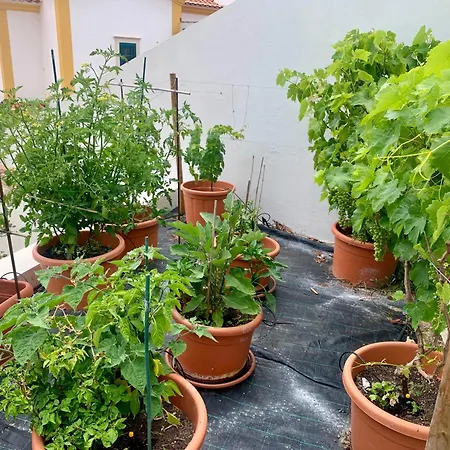 Villa Two Palms Nazaré